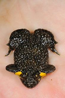 Hand Prints: Yellow-bellied Toad (Bombina variegata) adult
