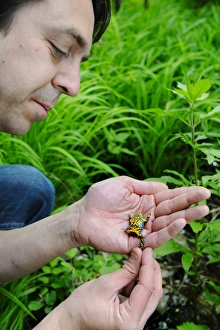 Yellow-bellied Toad (Bombina variegata) adult, being held in hands and examined by herpetologist, Italy, may