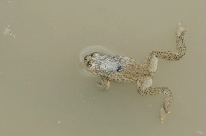 Yellow-bellied Toad (Bombina variegata) adult, at surface of water, Bieszczady N. P