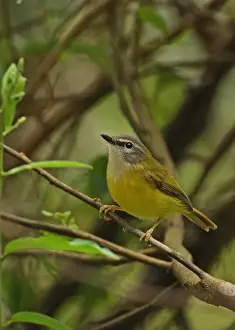 Kaeng Krachan Prints: Yellow-bellied Warbler (Abroscopus superciliaris superciliaris) adult