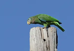 Yellow-billed Amazon Parrot (Amazona collaria) adult, perched on old post, Hope Gardens, Kingston, Jamaica, December
