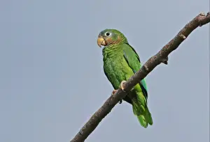 Parrot Prints: Yellow-billed Amazon Parrot (Amazona collaria) adult
