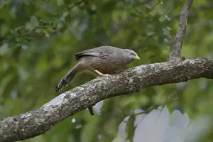 Yellow-billed Babbler (Turdoides affinis taprobanus) endemic race, adult, perched on branch, Polonnaruwa N. P