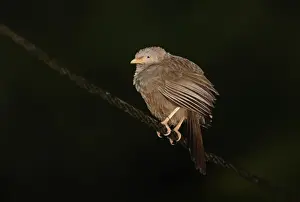 Overhead Prints: Yellow-billed Babbler (Turdoides affinis taprobanus) endemic race