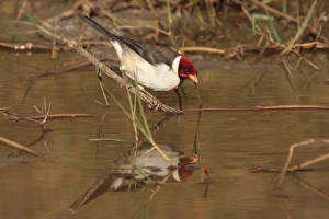 Cardinal Prints: Yellow-billed Cardinal (Paroaria capitata) adult