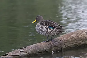 Yellow Prints: yellow billed duck at Rietvlei Nature Reserve south africa