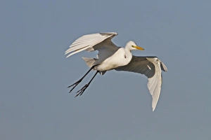 Yellow Prints: Yellow billed Egret in flight - Okavango delta, Botswana