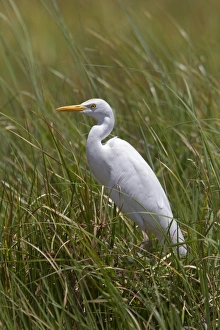 Yellow Prints: Yellow billed Egret - Okavango delta, Botswana
