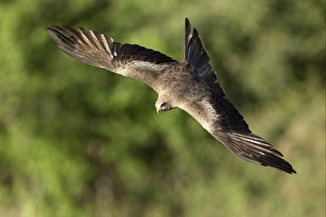 Kites Prints: Yellow-billed Kite (Milvus aegyptius) adult, in flight, Okavango Delta, Botswana