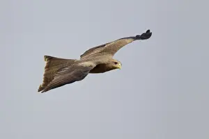 Kites Prints: Yellow-billed Kite (Milvus aegyptius parasitus) adult, in flight, Gambia, February