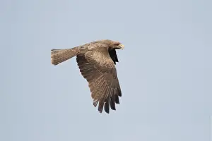 Yellow-billed Kite (Milvus aegyptius parasitus) adult, in flight, Gambia, February