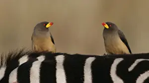 Yellow-billed Oxpecker (Buphagus africanus) Two adults perched on Common Zebra, Masai Mara, Kenya