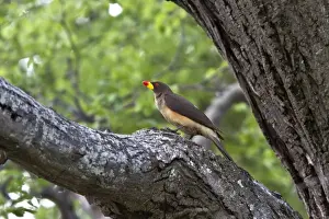 Botswana Prints: The Yellow-billed Oxpecker is a passerine bird in the starling and myna family Sturnidae