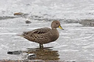 Subantarctic Prints: Yellow-billed Pintail (Anas georgica georgica) nominate subspecies