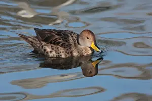 Yellow-billed Pintail (Anas georgica spinicauda) adult, swimming, Temaiken, Buenos Aires Province, Argentina, july
