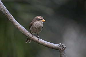 Long Tailed Prints: Yellow-billed Shrike (Corvinella corvina) adult, perched on branch, Gambia, february