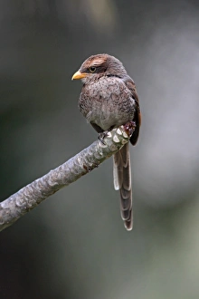 Yellow-billed Shrike (Corvinella corvina) adult, perched on branch, Gambia, february