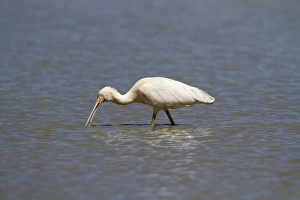 Pond Prints: Yellow-billed Spoonbill (Platalea flavipes) adult