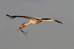 Botswana Prints: Yellow billed Stork flying with stick for nest building. Okavango Delta Botswana