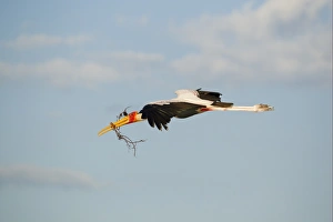 Gather Prints: Yellow-billed Stork (Mycteria ibis) adult