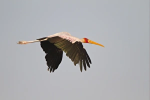 Yellow-billed Stork (Mycteria ibis) adult, in flight, Okavango Delta, Botswana