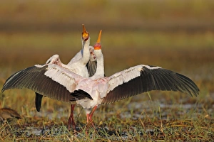 Botswana Prints: Yellow-billed Stork (Mycteria ibis) adult pair