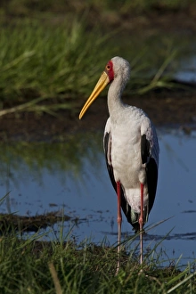 Ibis Prints: Yellow billed Stork - Okavango Delta Botswana