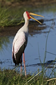 Bill Prints: Yellow billed Stork at Okavango water hole Botswana