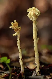 Floor Prints: Yellow Bird s-nest (Monotropa hypopitys) flowering