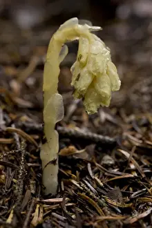 Yellow Bird s-nest (Monotropa hypopitys) flowerspike, growing in pinewood, Anatolia, Turkey, July