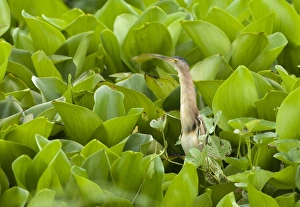 Yellow Bittern (Ixobrychus sinensis) adult, standing amongst aquatic vegetation, Candaba Marsh, Luzon Island, Philippines