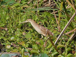 Yellow Bittern (Ixobrychus sinensis) immature, fishing amongst aquatic vegetation, Sri Lanka, January