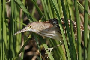 South Asia Prints: Yellow Bittern (Ixobrychus sinensis) immature