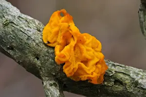 Yellow Brain Fungus (Tremella mesenterica) fruiting body, growing on twig, Gilfach Farm Nature Reserve, near Rhayader