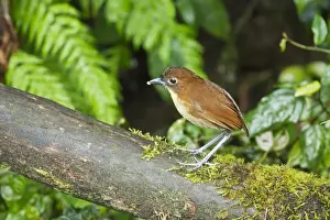 Equatorial Prints: Yellow-breasted Antpitta (Grallaria flavotincta) adult