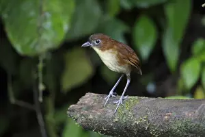 Yellow-breasted Antpitta (Grallaria flavotincta) adult standing on branch, Paz des Aves, Mindo, Andes