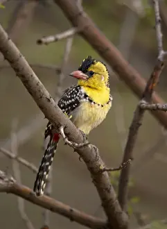 Horn Of Africa Prints: Yellow-breasted Barbet (Trachyphonus margaritatus) adult