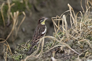 Oriental Prints: Yellow-breasted Bunting (Emberiza aureola) adult
