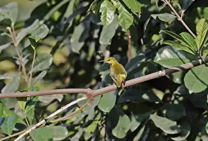 Rainforest Prints: Yellow-browed Camaroptera (Camaroptera superciliaris) adult