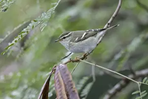 Oriental Prints: Yellow-browed Warbler (Phylloscopus inornatus) adult