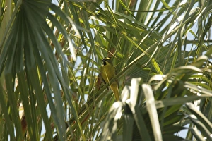 Fronds Prints: Yellow Cardinal (Gubernatrix cristata) adult