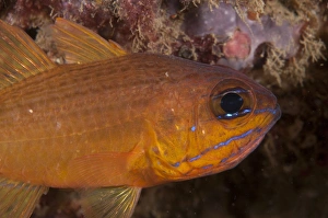 Maluku Prints: Yellow Cardinalfish (Apogon luteus) adult