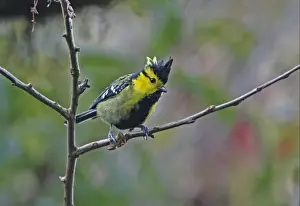 Song Bird Prints: Yellow-cheeked Tit (Parus spilonotus spilonotus) adult male