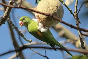 Yellow-chevroned Parakeet (Brotogeris chiriri) adult, feeding on fruit in tree, La Lucila, Buenos Aires Province, Argentina, may