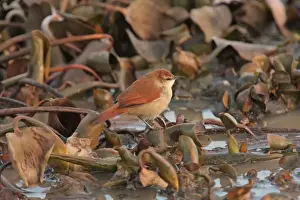 Furnariids Prints: Yellow-chinned Spinetail (Certhiaxis cinnamomeus) adult