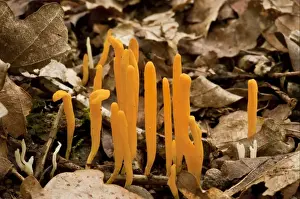 Wiltshire Prints: Yellow Club Fungus (Clavulinopsis helvola) fruiting bodies, growing amongst leaf litter