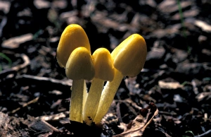 Mushroomsfungi Prints: Yellow Cow-pat Toadstool (Bolbitius vitellinus)