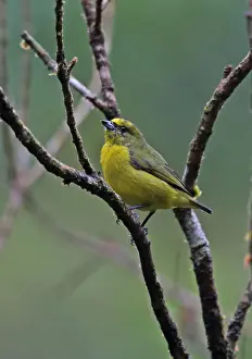 Finch Prints: Yellow-crowned Euphonia (Euphonia luteicapilla) adult female