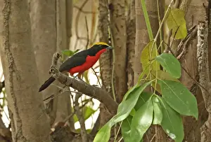 West Africa Prints: Yellow-crowned Gonolek (Laniarius barbarus barbarus) adult