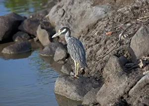 Windward Islands Prints: Yellow-crowned Night-heron (Nyctanassa violacea) adult